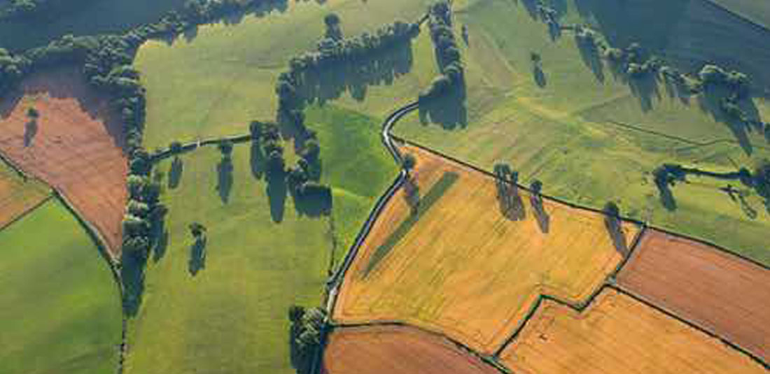 photo-of-ivy-farm